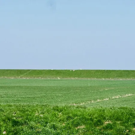 Direkt Am Deich - Seerobbe -