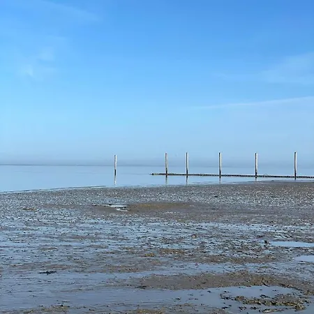 Direkt Am Deich - Seerobbe - *