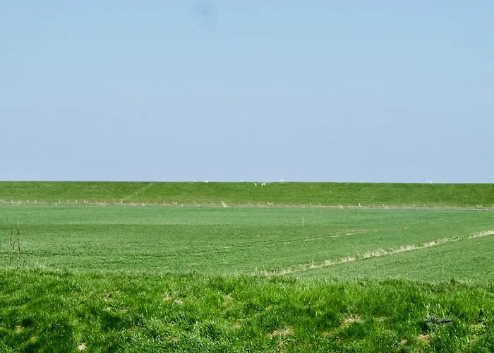 Direkt Am Deich - Seerobbe -